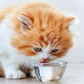 猫が水をよく飲む時に考えられる病気と適切な水分量