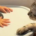 ベビーチェアに座る赤ちゃんが机を叩こうとすると…目の前の猫が見せた『優…