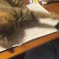 宿題をしようとしたら、机の上にやってきた『2匹の猫』…勉強を邪魔する様…