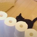 ぽっちゃり黒猫ちゃんのトイレットペーパーチャレンジ！