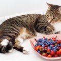 猫はブルーベリーを食べても大丈夫？正しい与え方や注意点について