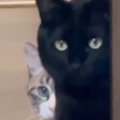 2年ぶりに『実家に帰省』→愛猫たちと再会した結果…『まさかの光景』が…