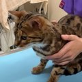 ベンガル猫ちゃんのお口に異変？病院でチェックを受けた結果は