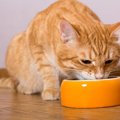 猫がご飯を残す理由と適切な対処法