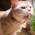 ペットボトルで猫草栽培♪むしゃむしゃ食べてくれる猫ちゃん