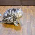 猫が『春に気をつけるべき健康トラブル』3選　季節の代わり目は猫も体…