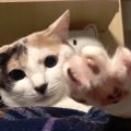 お気に入りのベッドに変な格好でくつろぐ猫ちゃん