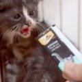 とても怖い思いをして『心を閉ざした保護子猫』→おやつを出してみると…