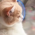 窓辺にいる猫を見ると→あまりの『くつろぎっぷり』に…「確実におっさん入…