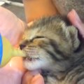 道路脇で鳴いていた赤ちゃん猫を保護→生後１週間をすぎると…涙が出る…