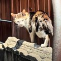 35度を超える猛暑日に『フラフラと歩くガリガリの野良猫』を保護…家で見せ…