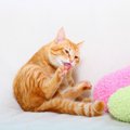 猫が『毛づくろい』をする4つのワケ　逆にまったくしない場合はおかし…