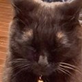 朝早くから登校するお兄ちゃんを『頑張ってお見送りした猫』→次の瞬間…
