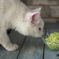 猫に『キャベツ』を与えても大丈夫？メリットとデメリットを解説！