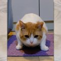 『飼い主さんの足ロックオンにゃ！』完全に足を狙っている様子の猫ち…