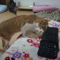 乗っかってみたり！ちょいちょいしてみたり！猫ちゃんはキーボードが…