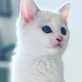 子猫時代は真っ白だったのに……成長したら？→完全に想定外な『変化』に…