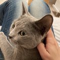 猫の『知能』は何歳くらい？人間や犬との違いと特徴を解説！