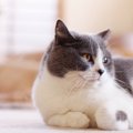 ハチワレ猫の『はち』の意味は？ハチワレになりやすい猫種や性格など…