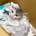 ネズミ捕りにかかって汚れまみれの子猫…美猫に大変身！