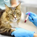 猫が注意すべき『代表的な病気』4つ　主な原因や症状、飼い主が取り入れた…