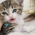 甘えん坊の子猫ちゃんがママさんにお話してたと思ったら...あれ？急に…