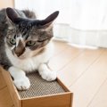 愛猫があなたに『見ないでほしい…』と思っていること4選　うっかり見てし…