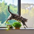 『脱走癖がある猫』に見られる4つの特徴　愛猫が当てはまるなら、やっ…