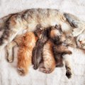 猫の『乳がん』リスクは2歳から！その特徴や原因・治療法・早期発見の…