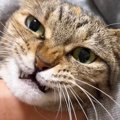 爪切りが苦手で文句を言いまくっていた猫→終わった直後に…可愛すぎる…