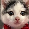 あどけない表情の『アイラインが特徴的な子猫』→成長すると…美しすぎるビ…
