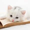猫に関連する『慣用句・ことわざ』5選　世界中に残る格言や生活へ活かすヒ…