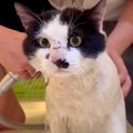 家に来たばかりでノミダニがいた“元野良猫”→初めてのシャンプーをした結果…