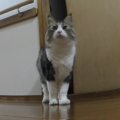 猫ちゃんの脱走を防ぐ手立て