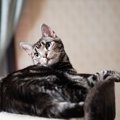 Laylaの１２猫占い【1/27～2/2】のあなたと猫ちゃんの運勢