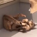 晴れた日、テキパキ家事をするママ→２匹の猫が周りをウロウロ…あまり…