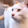 『猫は絶対飼わない犬派のパパ』が元ボス猫と出会った結果…自宅を見て…