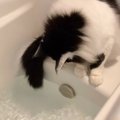 『お湯張りを楽しむ猫』を見守っていたら…飼い主さんの方が焦ってしま…