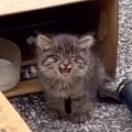 看板の上で鳴き続けていた『ガリガリの子猫』→しばらく様子をみていたら、…