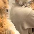 お風呂に入れられることを察した猫→『表情』を見てみると…あまりにも…