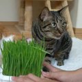 猫草の引っ張り合い合戦！