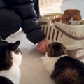 久々に会った猫さんと遊びたくて大興奮しちゃう猫くん！ふたりの温度…