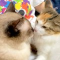 帰宅した飼い主を熱烈大歓迎する元野良猫→甘えている最中に妹猫がやってく…