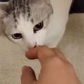 近所の犬を撫でて帰ってきたら、『猫のしっぽ』が…予想外の反応が26万再生…