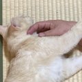 いつもと違う？猫のスリスリが激しくなるワケ3つ