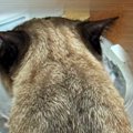 『おっさんの後頭部かと思った』友人に『猫』を見せた結果…まさかの展開に…