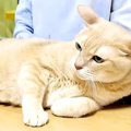 テレビの前をふさぐ猫→『見えない』と伝えた結果…思わず笑ってしまう…