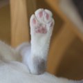 猫のけりけり！辞めさせる方法はある？