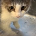 ワクワクが止まらない♡子猫ちゃんの小さな冒険