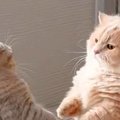 仁王立ちのまま、にらみ合う２匹のネコ→喧嘩が始まるのかと思いきや…とん…